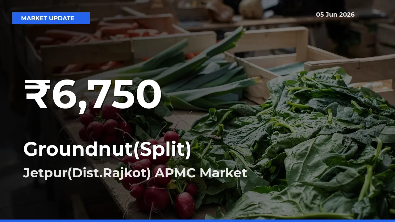Sharp Fall! Groundnut(Split) Prices Drop to 30-Day Low in Jetpur(Dist.Rajkot) APMC