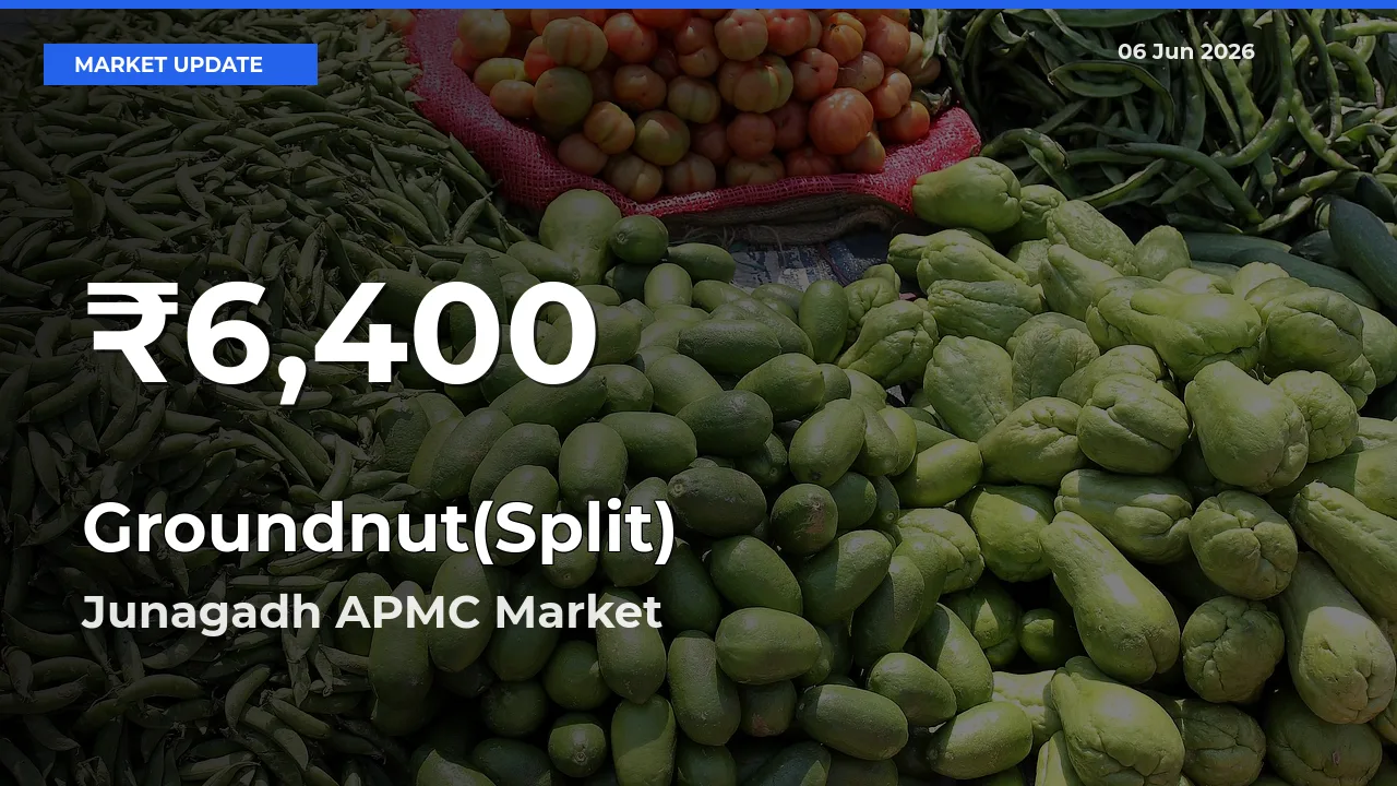 Sharp Fall! Groundnut(Split) Prices Drop to 30-Day Low in Junagadh APMC