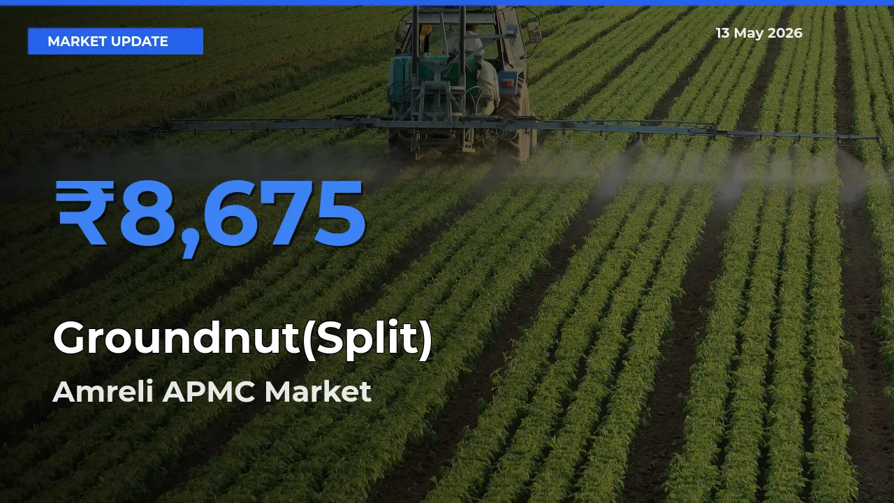 Groundnut(Split) Mandi Rate Today: Amreli APMC Tops the List