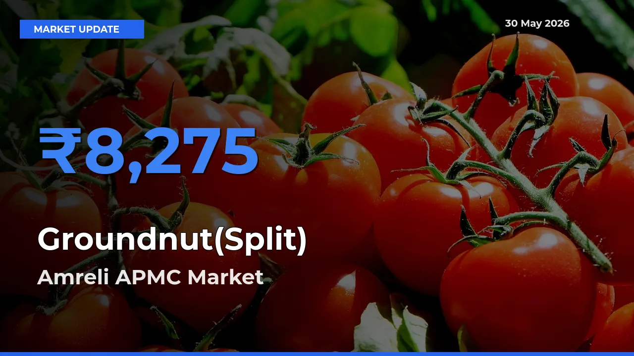 Groundnut(Split) Mandi Rate Today: Amreli APMC Tops the List