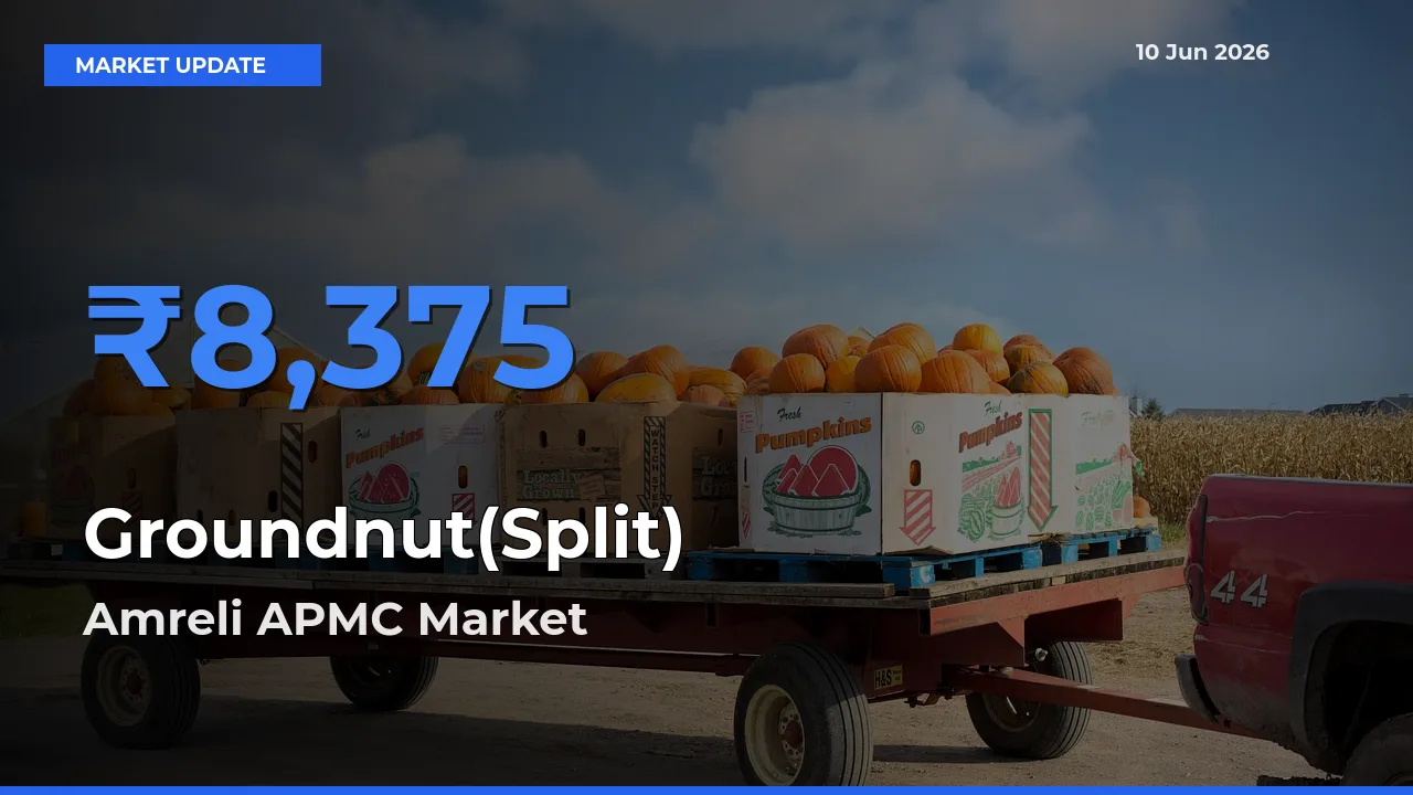 Amreli APMC Leads as Top Mandi for Groundnut(Split) Prices