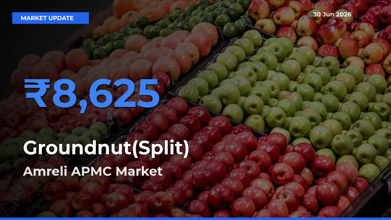 Amreli APMC Emerges as Top Mandi for Groundnut(Split) Prices Today