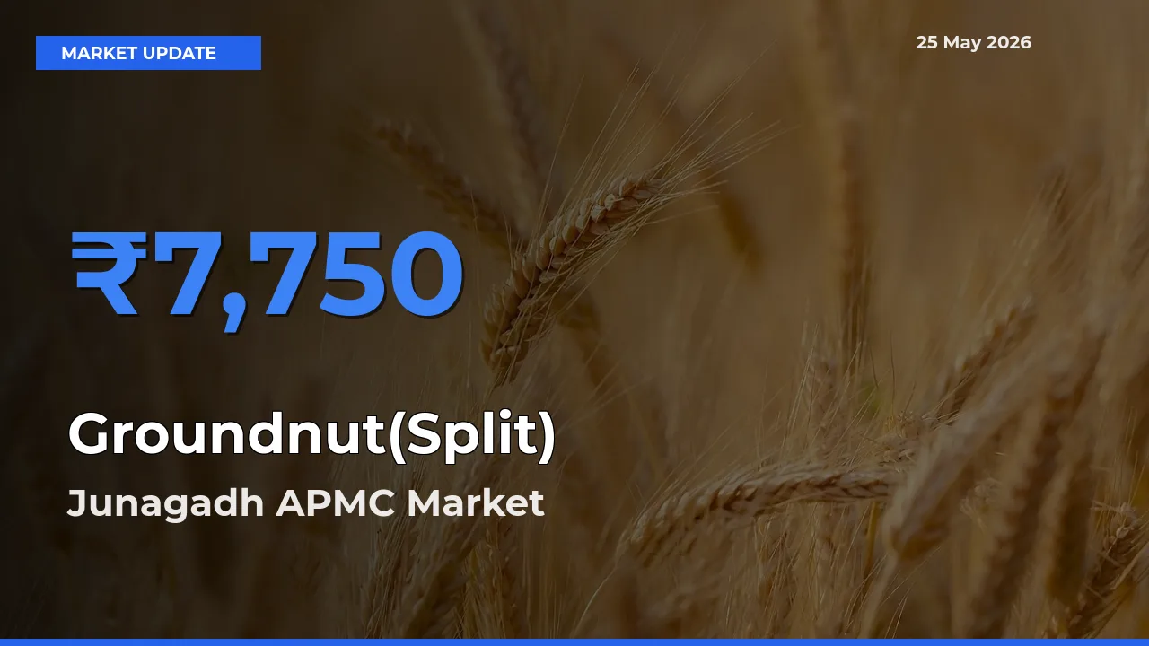 Junagadh APMC Records Highest ₹7,750 Rate for Groundnut(Split)