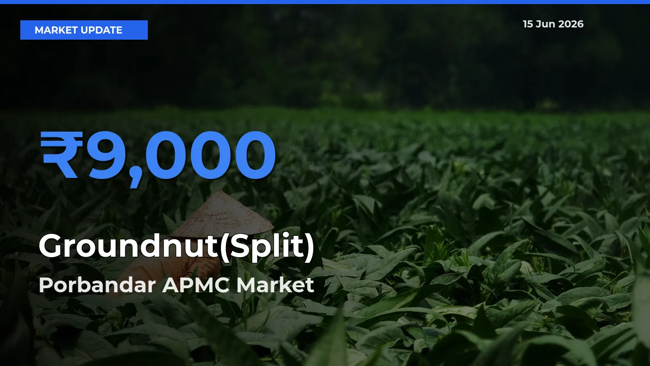 Market Watch: Porbandar APMC Becomes Top Mandi for Groundnut(Split)