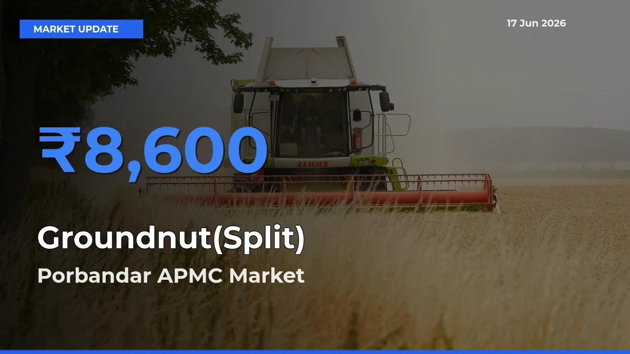 Groundnut(Split) Mandi Rate Today: Porbandar APMC Tops the List