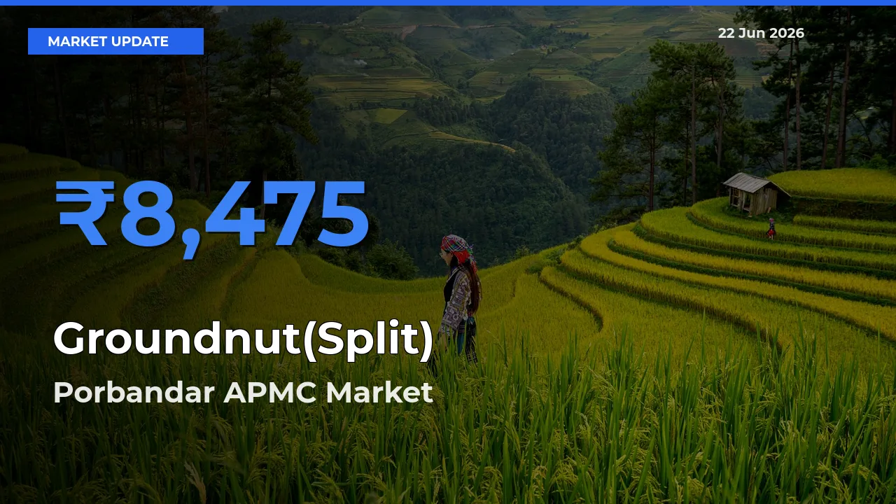 Porbandar APMC Offers ₹8,475 – Highest Groundnut(Split) Rate Today