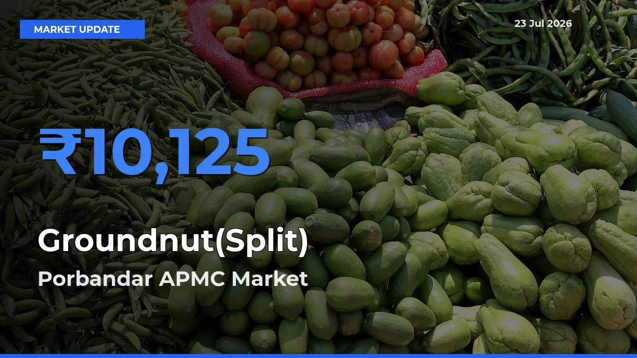 Market Watch: Porbandar APMC Becomes Top Mandi for Groundnut(Split)