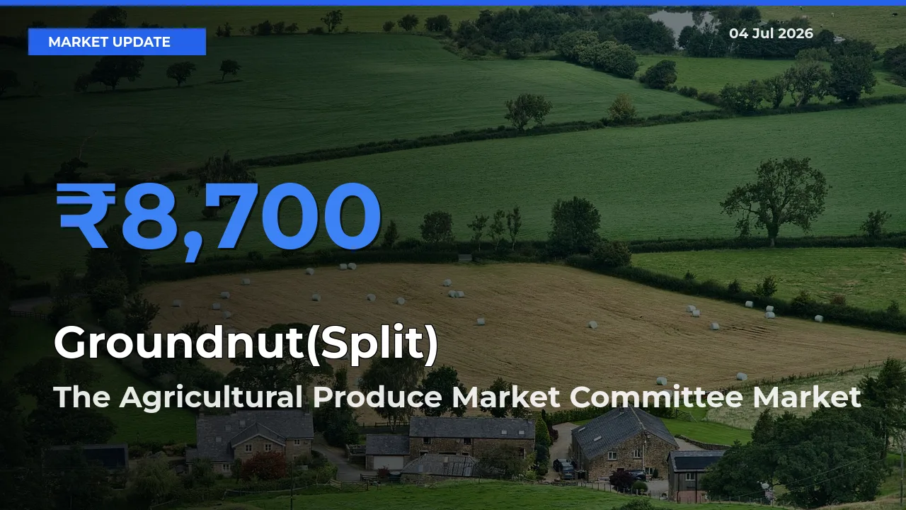 Farmers Prefer The Agricultural Produce Market Committee as Groundnut(Split) Hits Highest Rate