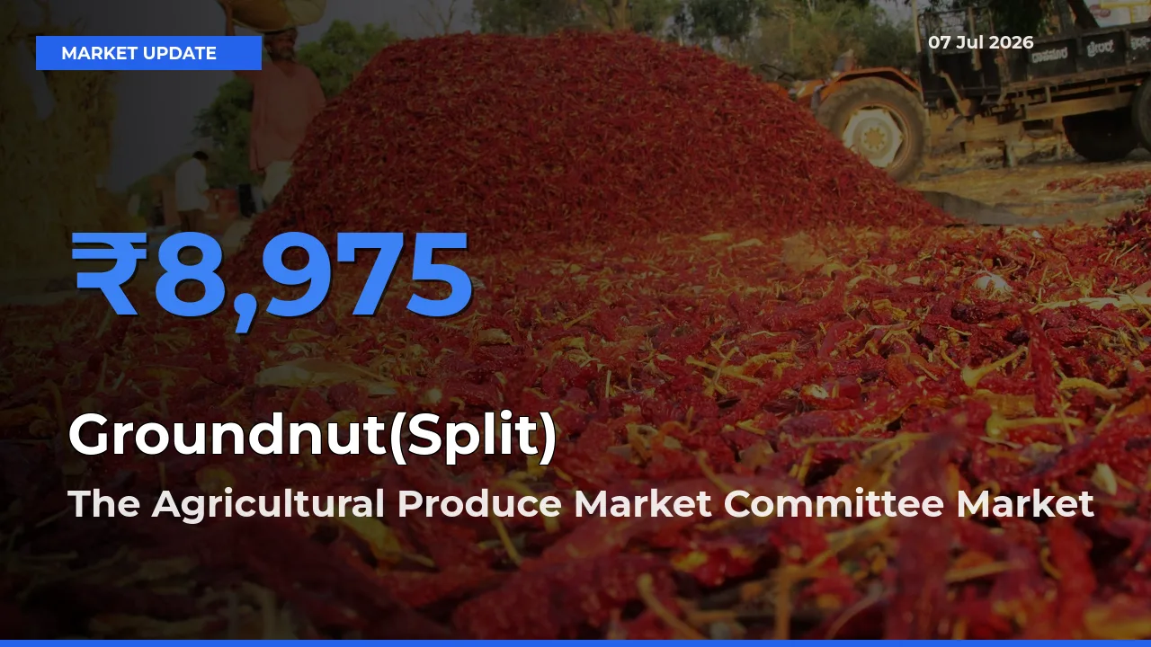 The Agricultural Produce Market Committee Emerges as Top Mandi for Groundnut(Split) Prices Today