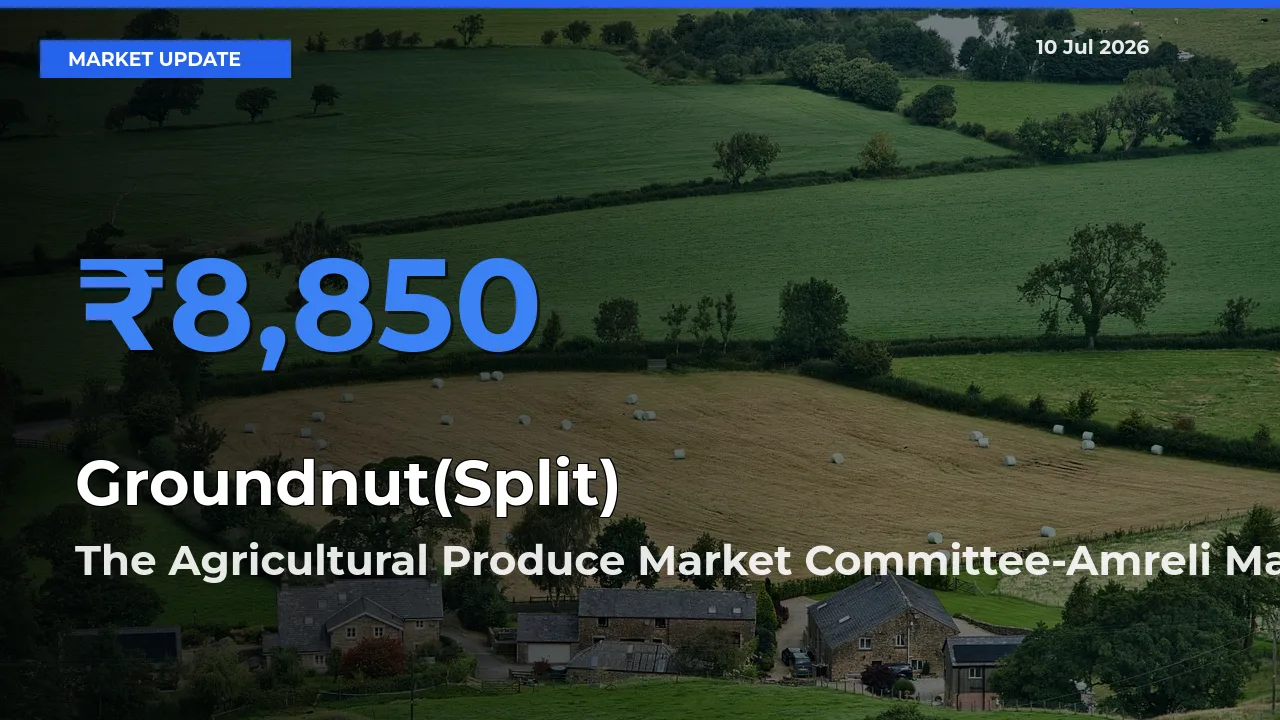 The Agricultural Produce Market Committee-Amreli Records Highest ₹8,850 Rate for Groundnut(Split)