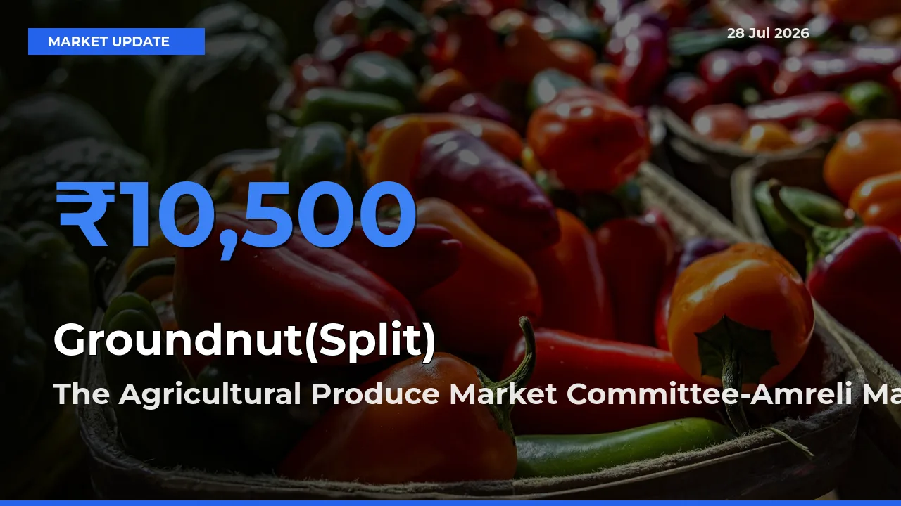 The Agricultural Produce Market Committee-Amreli, Gujarat Records Highest ₹10,500 Rate for Groundnut(Split)