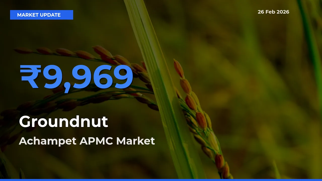 Achampet APMC Leads as Top Mandi for Groundnut Prices