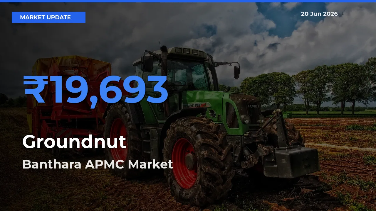 Banthara APMC Offers ₹19,693 – Highest Groundnut Rate Today