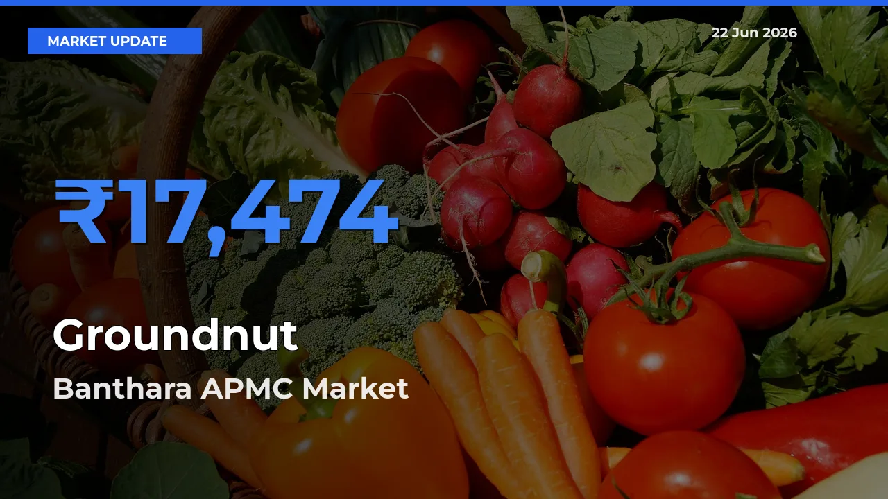 Banthara APMC Emerges as Top Mandi for Groundnut Prices Today