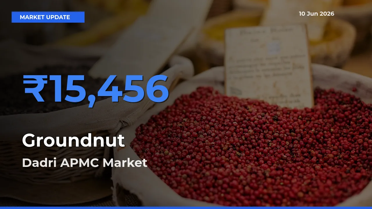Dadri APMC Emerges as Top Mandi for Groundnut Prices Today