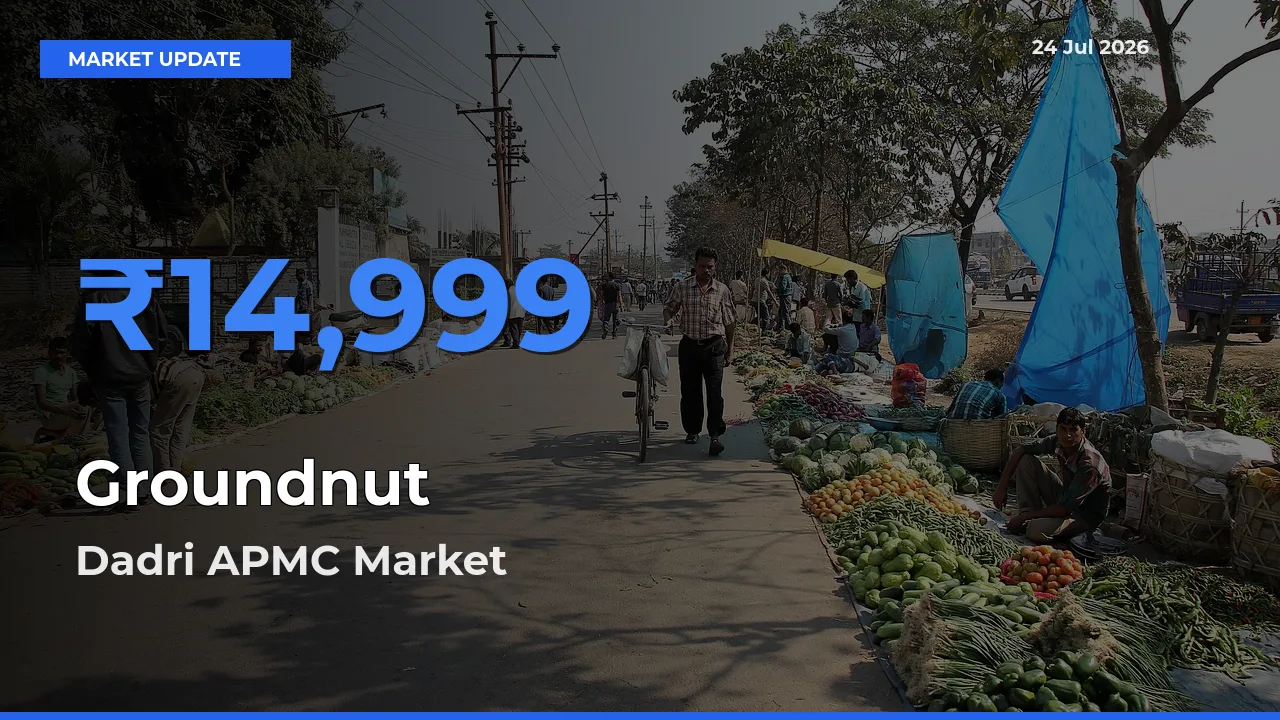 Dadri APMC Records Highest ₹14,999 Rate for Groundnut