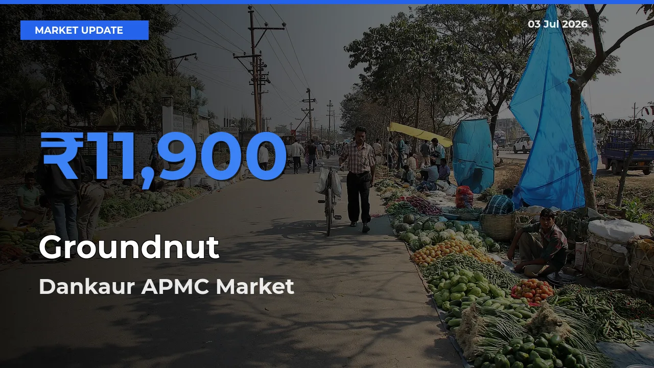 Groundnut Mandi Rate Today: Dankaur APMC Tops the List
