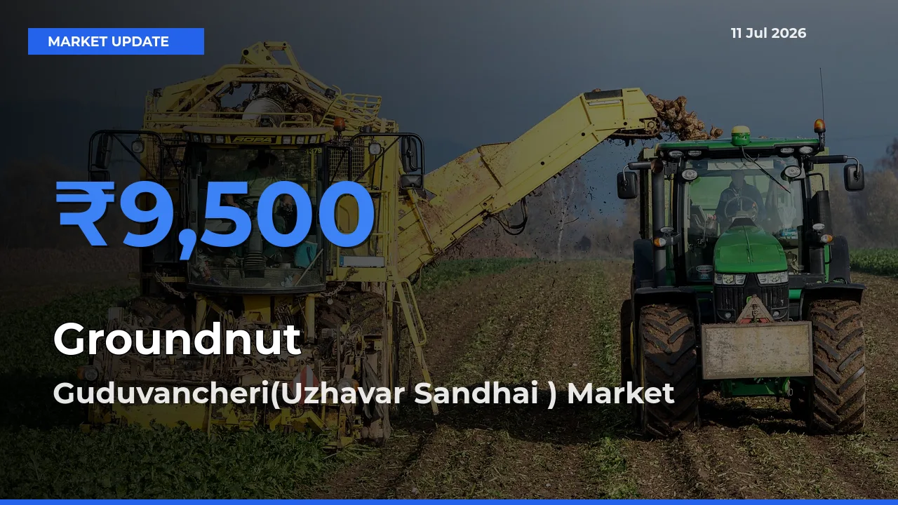Guduvancheri(Uzhavar Sandhai ) Tops Groundnut Mandi Rates Today
