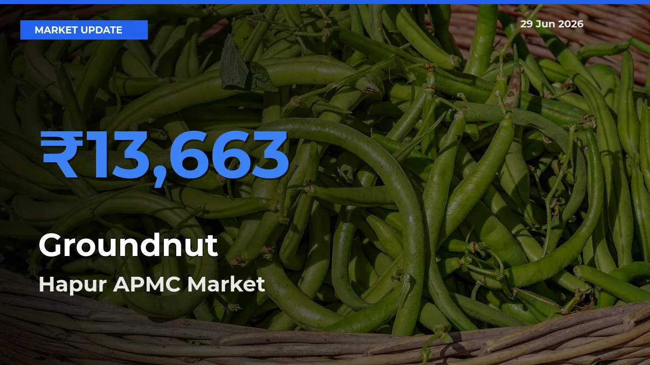 Hapur APMC Offers ₹13,663 – Highest Groundnut Rate Today