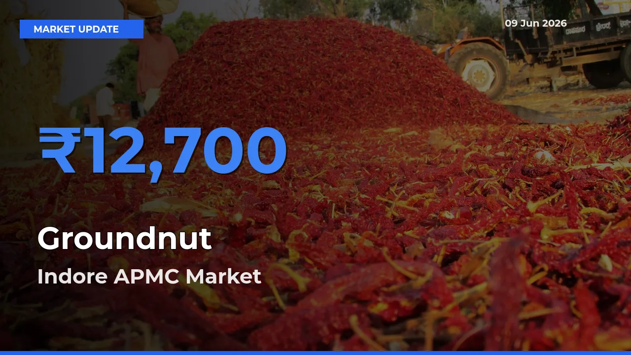 Indore APMC Tops Groundnut Rates – June 09 Market Update