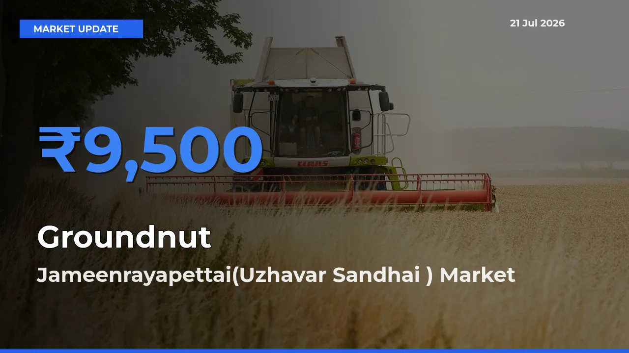 Farmers Prefer Jameenrayapettai(Uzhavar Sandhai ) as Groundnut Hits Highest Rate