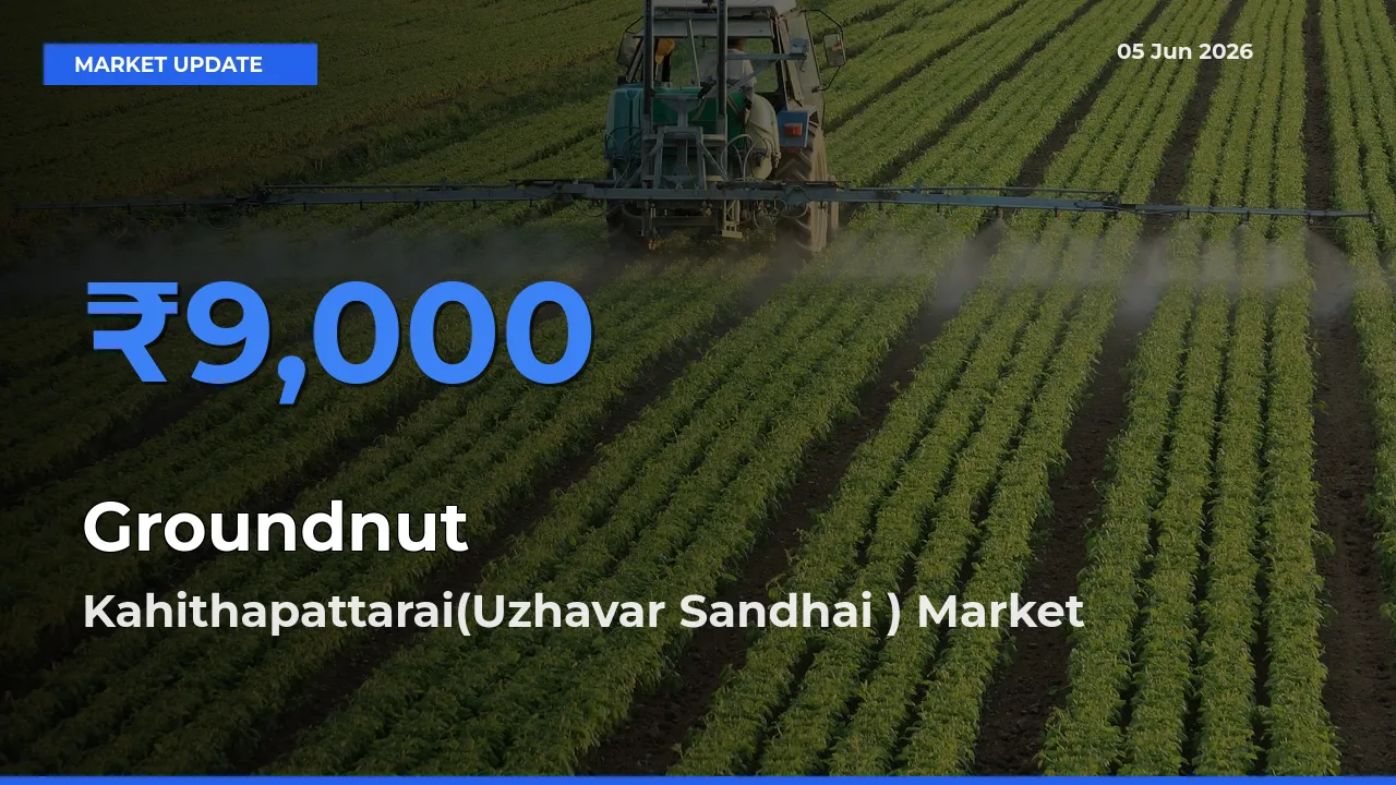 Groundnut Mandi Rate Today: Kahithapattarai(Uzhavar Sandhai ) Tops the List