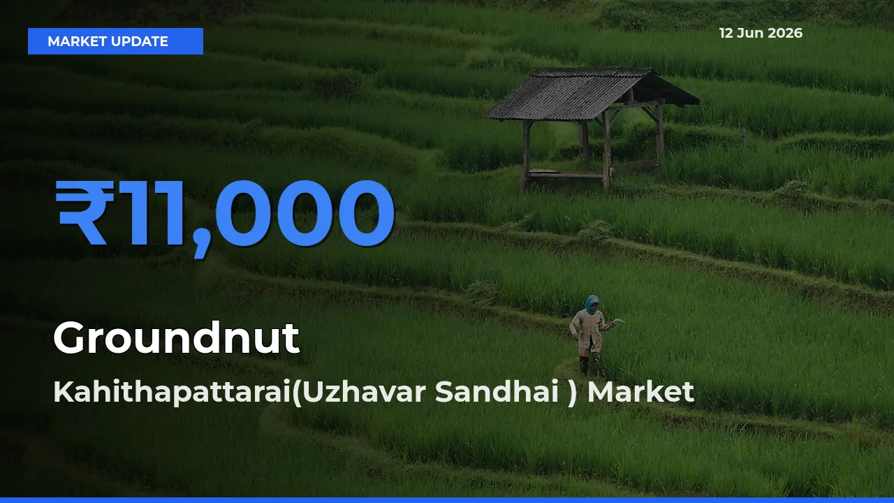 Kahithapattarai(Uzhavar Sandhai ) Offers ₹11,000 – Highest Groundnut Rate Today