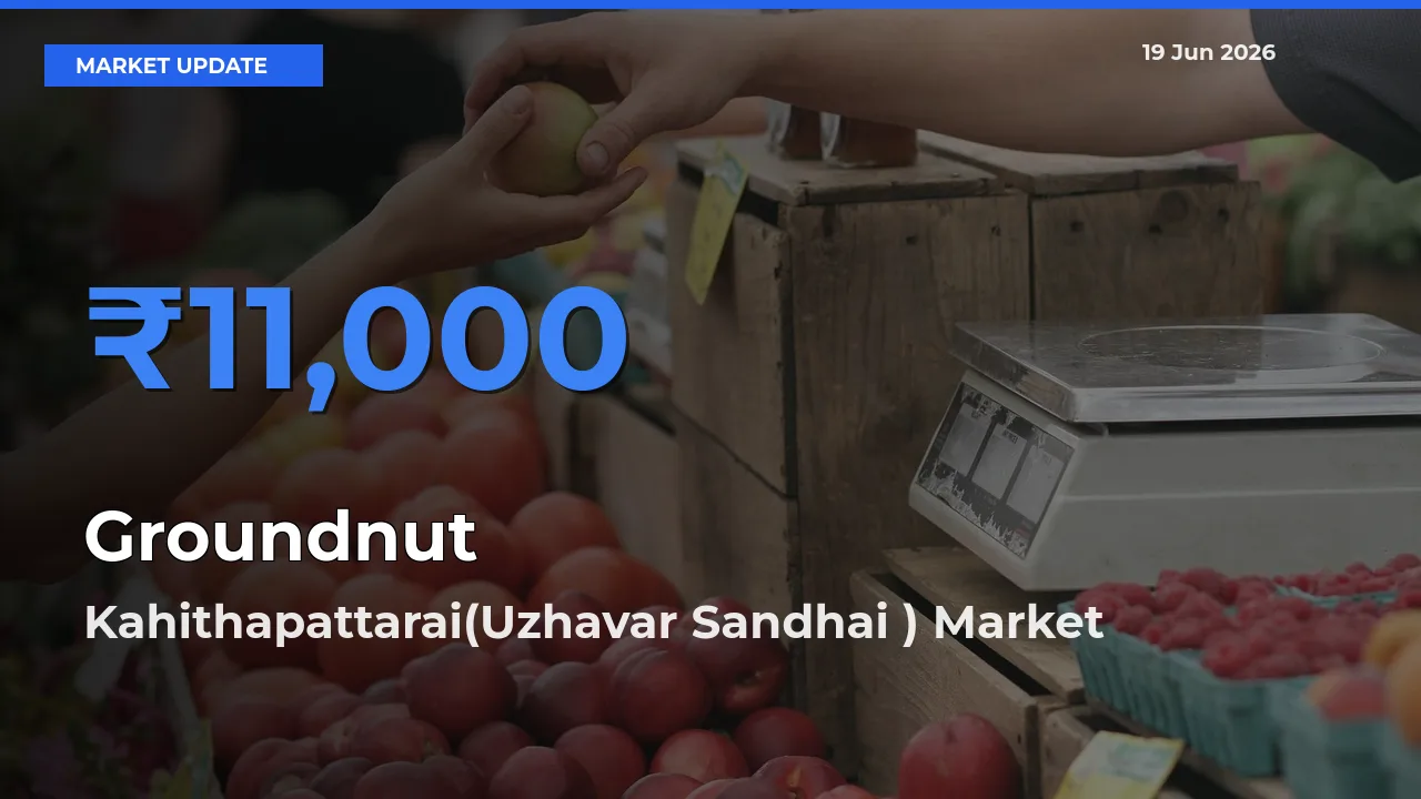 Top Performer! Kahithapattarai(Uzhavar Sandhai ) Offers Best Groundnut Price Today