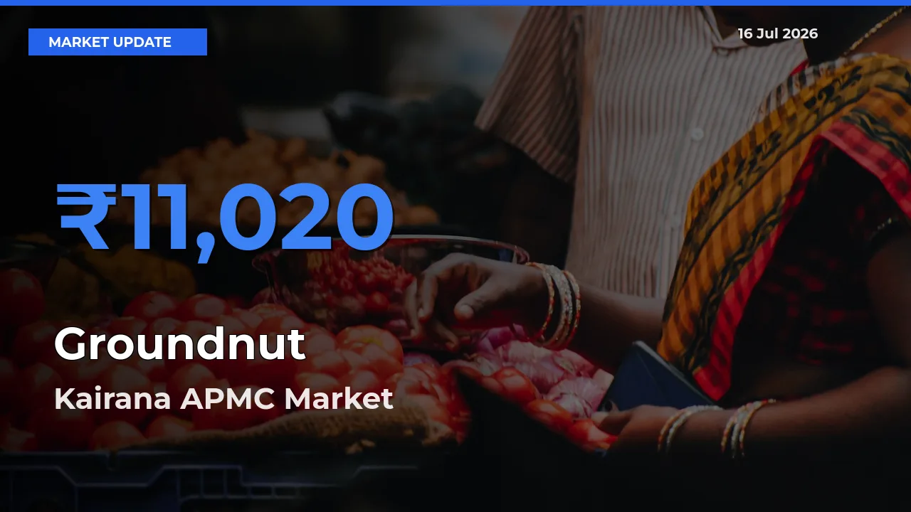 Kairana APMC Offers ₹11,020 – Highest Groundnut Rate Today
