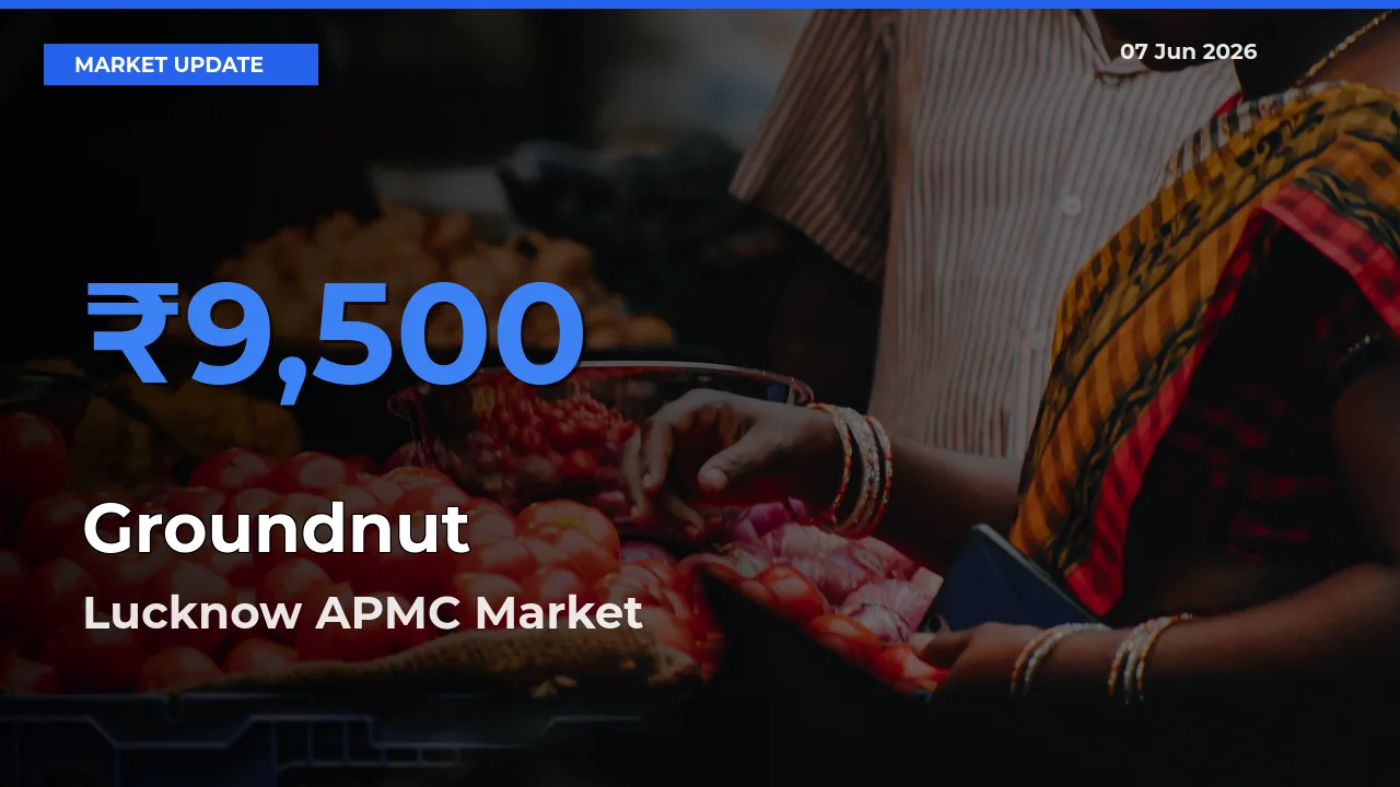 Top Performer! Lucknow APMC Offers Best Groundnut Price Today