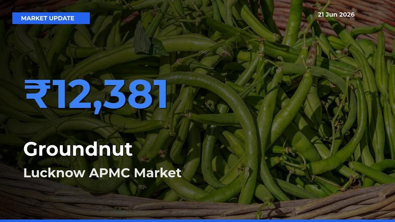 Lucknow APMC Offers ₹12,381 – Highest Groundnut Rate Today
