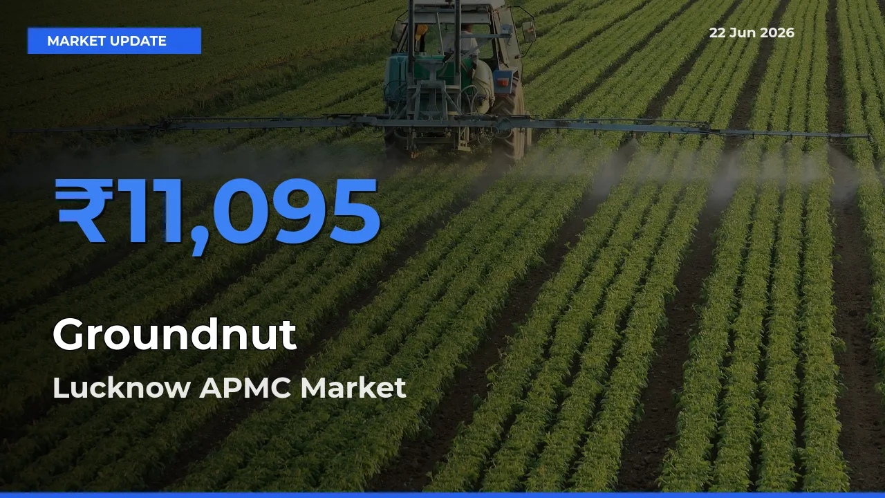 Lucknow APMC Emerges as Top Mandi for Groundnut Prices Today