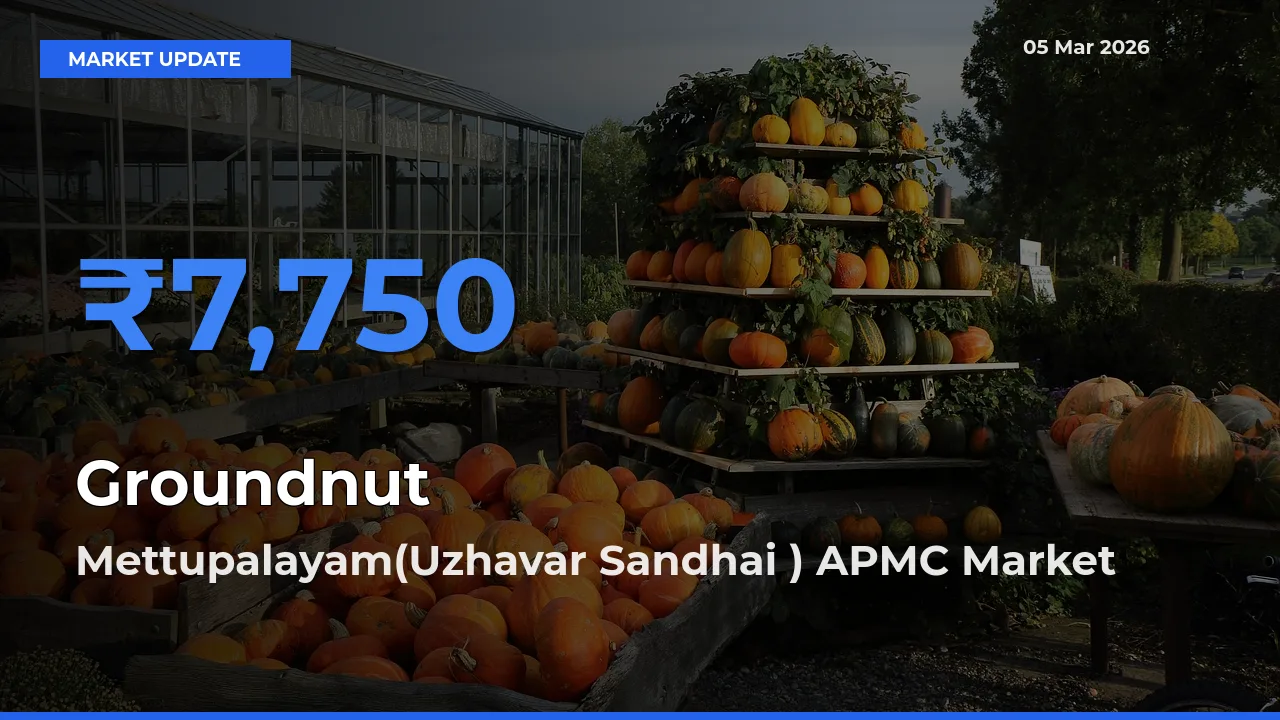 Mettupalayam(Uzhavar Sandhai ) APMC Records Highest ₹7,750 Rate for Groundnut