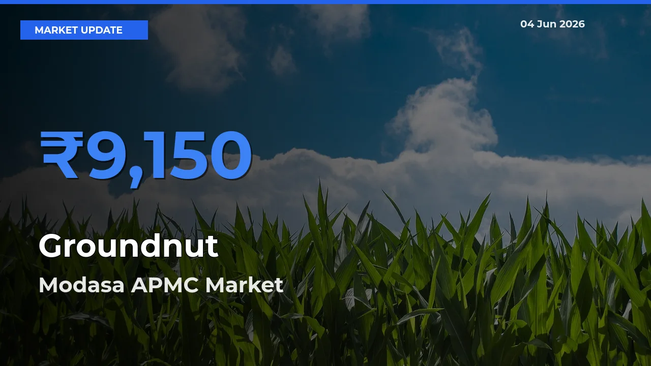 Modasa APMC Tops Groundnut Mandi Rates Today