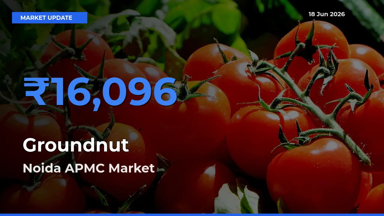 Noida APMC Offers ₹16,096 – Highest Groundnut Rate Today