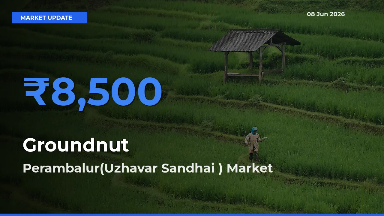 Groundnut Mandi Rate Today: Perambalur(Uzhavar Sandhai ) Tops the List