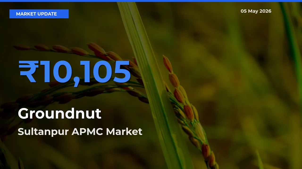 Top Performer! Sultanpur APMC Offers Best Groundnut Price Today