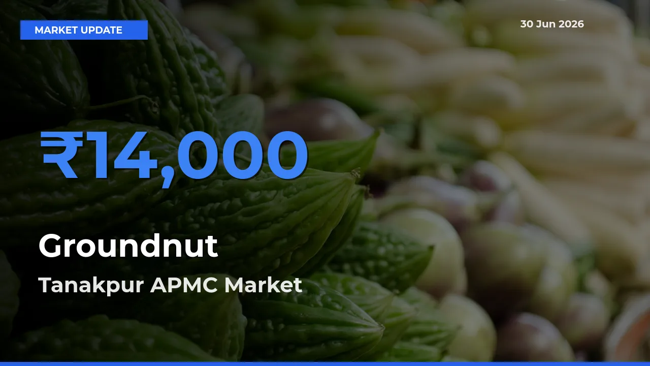 Farmers Prefer Tanakpur APMC as Groundnut Hits Highest Rate