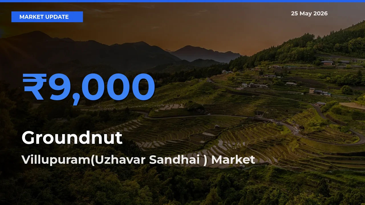 Market Watch: Villupuram(Uzhavar Sandhai ) Becomes Top Mandi for Groundnut