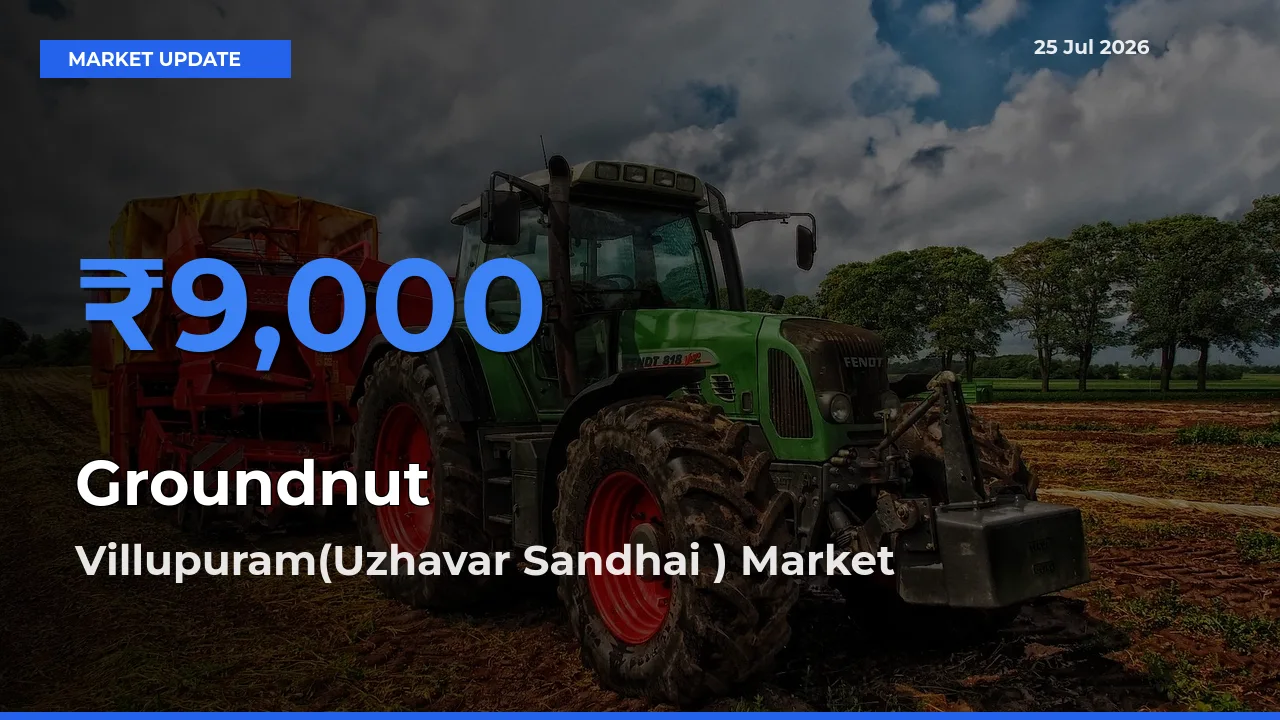 Villupuram(Uzhavar Sandhai ) Leads as Top Mandi for Groundnut Prices