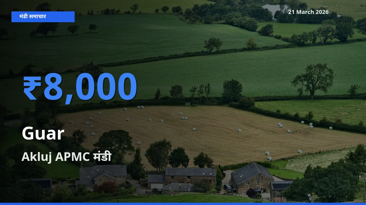 किसानों की पसंद बना Akluj APMC, ग्वार के सबसे अच्छे दाम