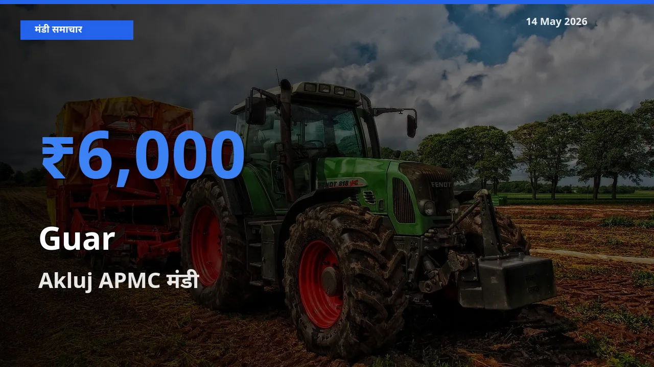 आज ग्वार के सबसे ज़्यादा दाम Akluj APMC मंडी में दर्ज