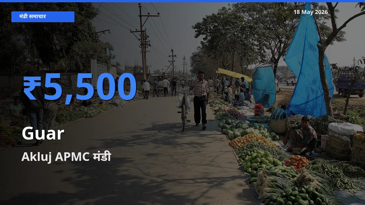 किसानों की पसंद बना Akluj APMC, ग्वार के सबसे अच्छे दाम