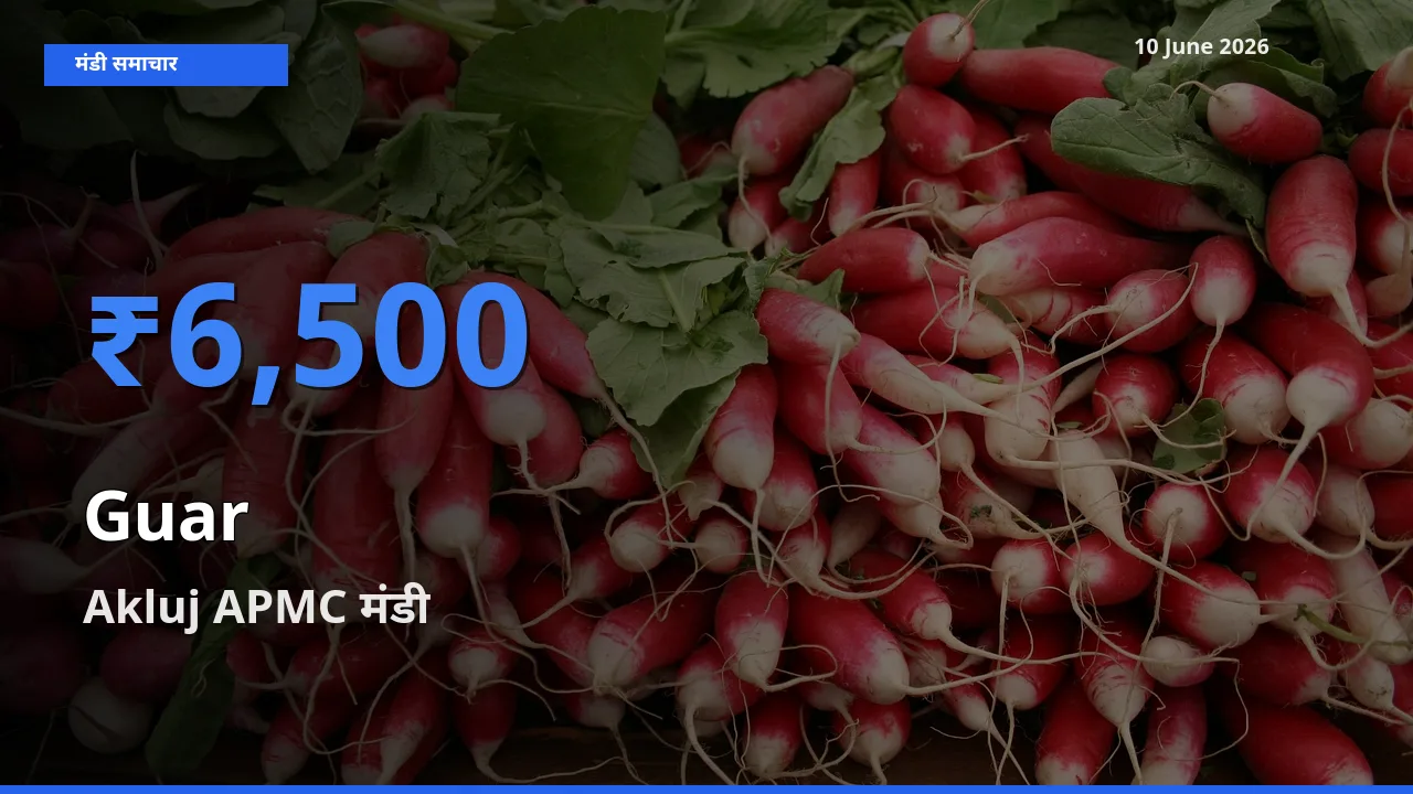 Akluj APMC मंडी में आज ग्वार के सबसे ऊँचे दाम दर्ज