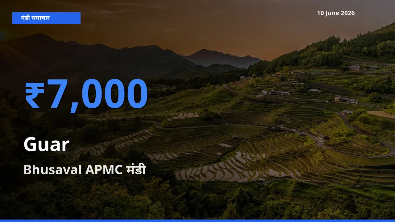 Bhusaval APMC मंडी में ग्वार ₹7,000 पर पहुँचा – आज का सर्वोच्च भाव