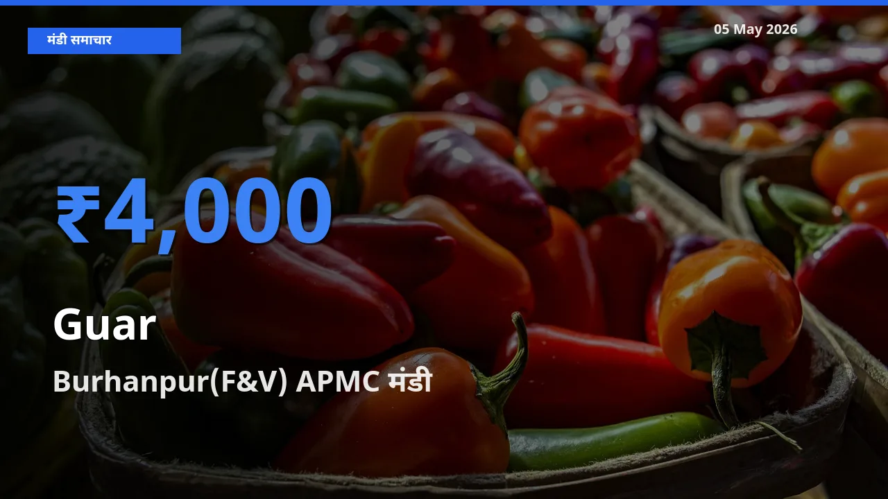 आज ग्वार के सबसे ऊँचे दाम ₹4,000 Burhanpur(F&V) APMC मंडी में