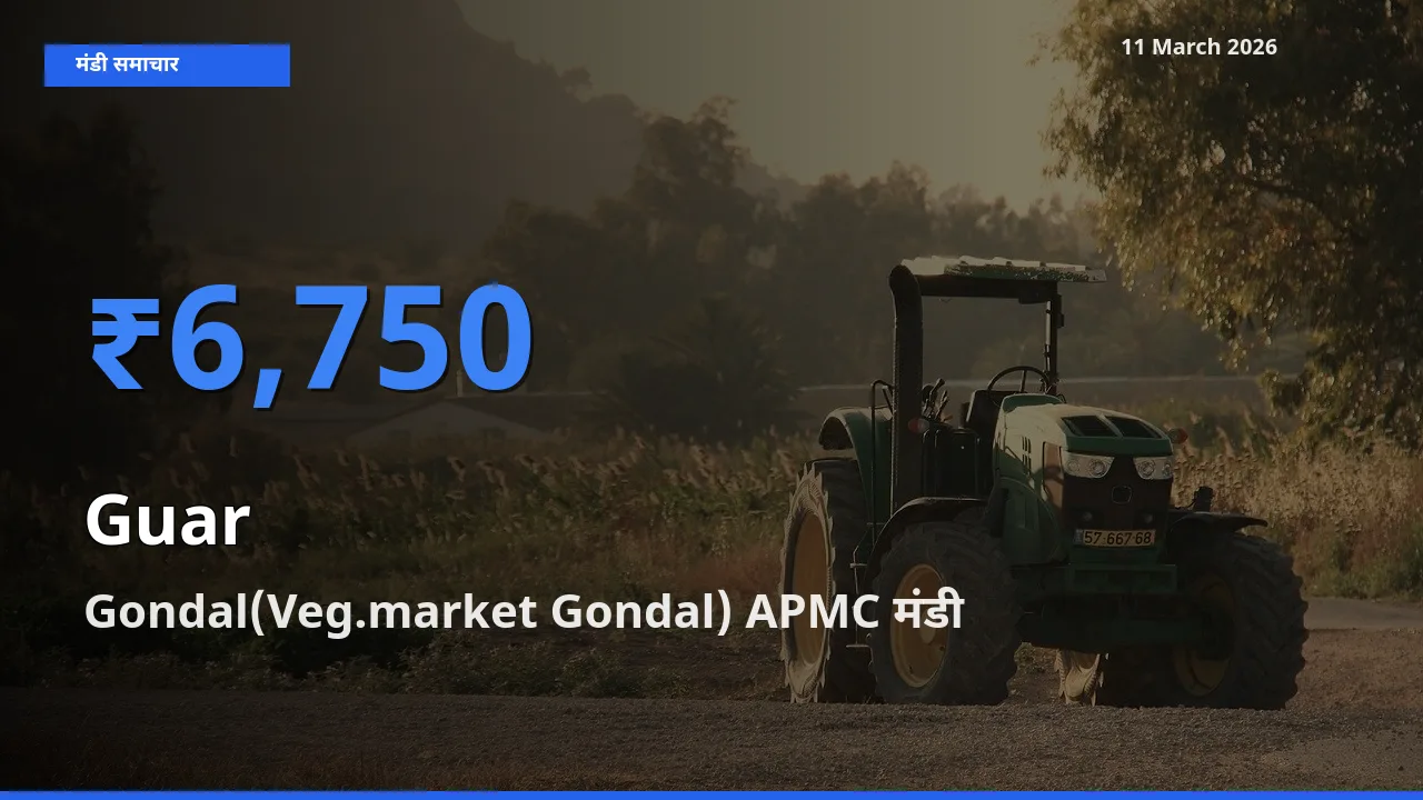 Gondal(Veg.market Gondal) APMC में ग्वार का आज सबसे ऊँचा भाव