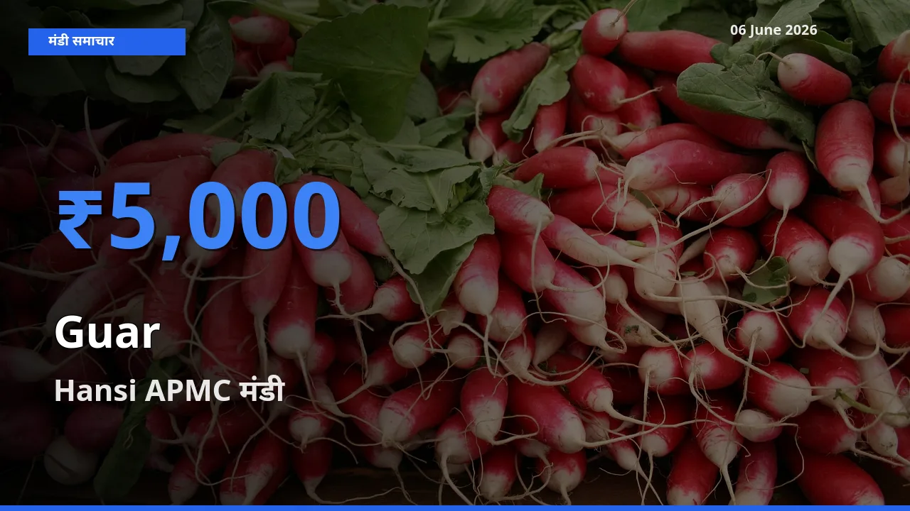 Hansi APMC मंडी में ग्वार ₹5,000 पर पहुँचा – आज का सर्वोच्च भाव