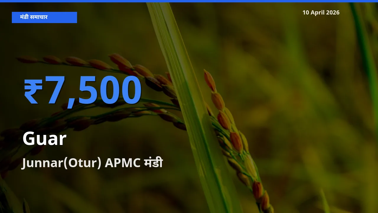 Junnar(Otur) APMC मंडी में ग्वार ₹7,500 पर पहुँचा – आज का सर्वोच्च भाव