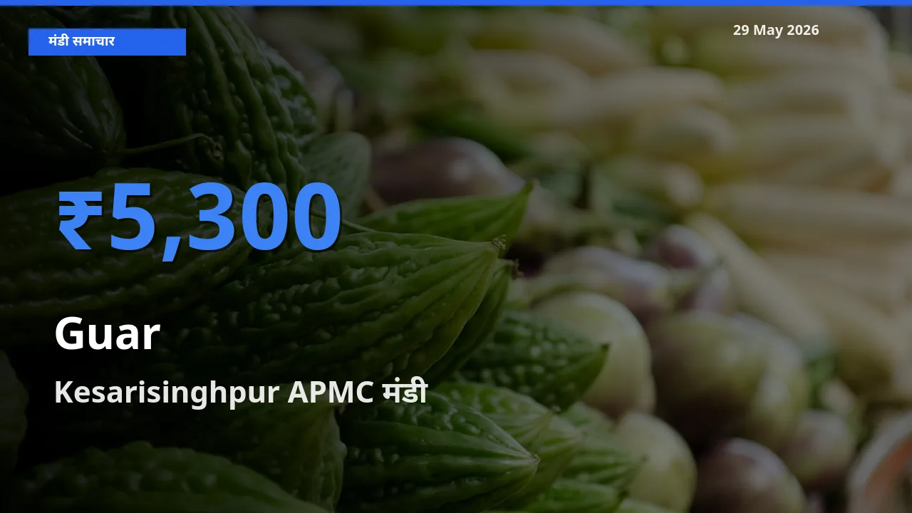 टॉप मंडी बना Kesarisinghpur APMC! ग्वार के सबसे ऊँचे दाम यहीं दर्ज